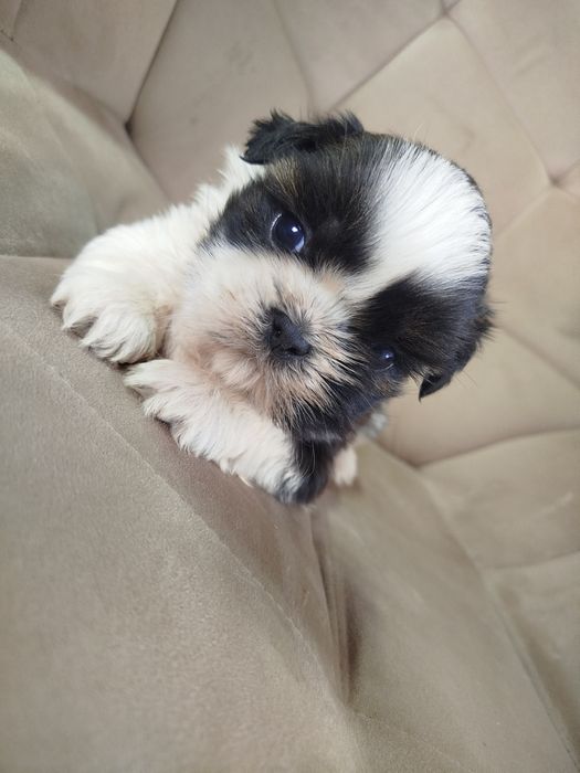 Shih tzu szczeniak