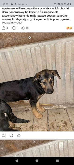 Znaleziono dwa szczeniaki