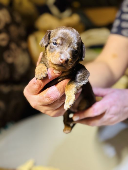 Цуцики той-терʼєр