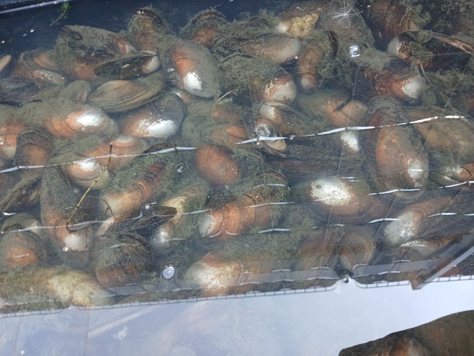 Małża szczeżuja, karp, Lin, amur