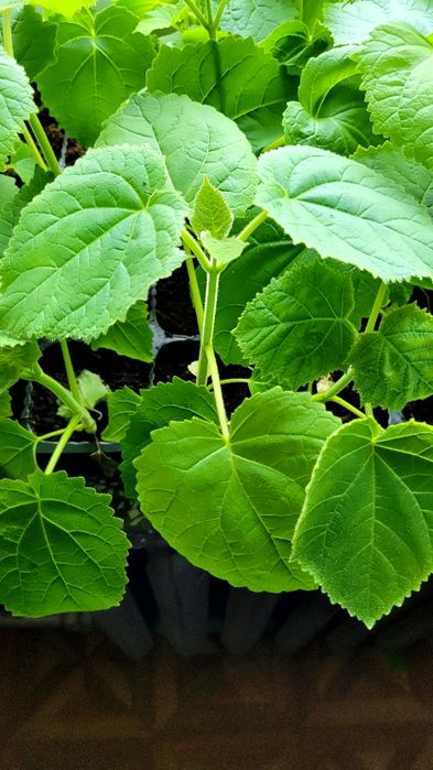 Drzewo tlenowe paulownia WYSYŁKA