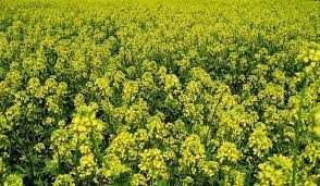 EKO Mieszanki Traw, Mieszanki Kośno-Pastwiskowe, Koniczyna, Lucerna