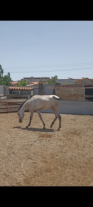 Parelha de potros