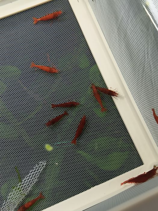 Krewetki sakura red  i blue velvet