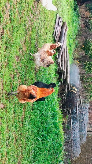 Coquitas Traçadas Sedosas Do Japão