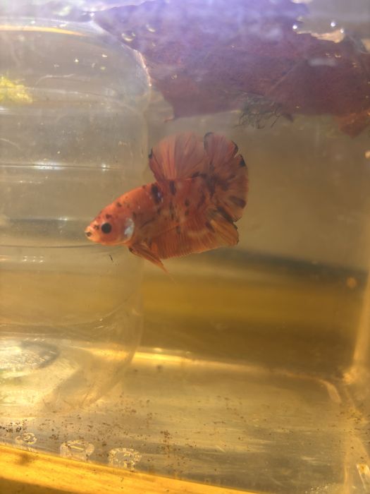 Bettas de seleçao