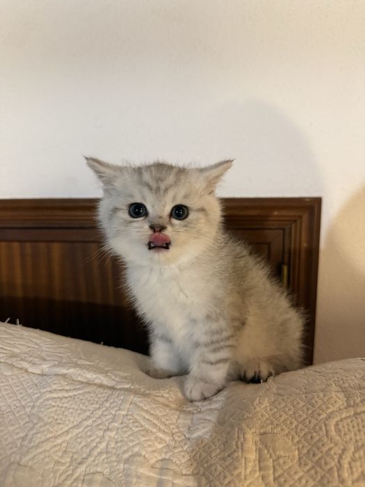 Scottish straight silver chinchilla