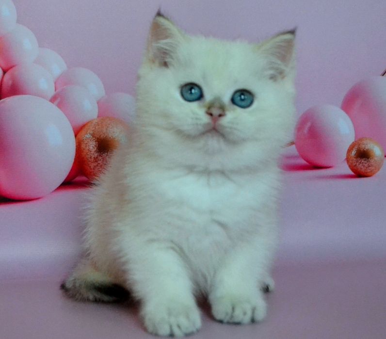 Серебристая шиншилла, кошечка и котик