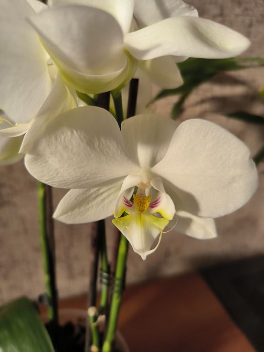 Обміняю на орхідею іншого кольору.