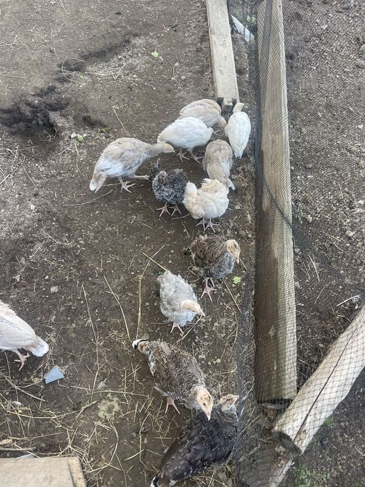 Продам  індичата
