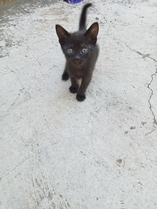 Отдам в хорошие руки котят
