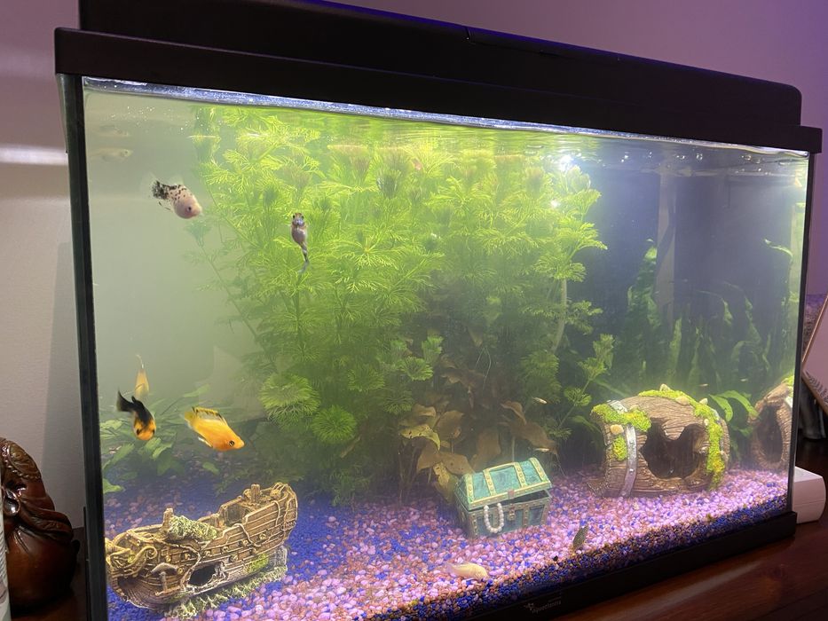 Aquario Aquatlantis 50L com tampa de luz led