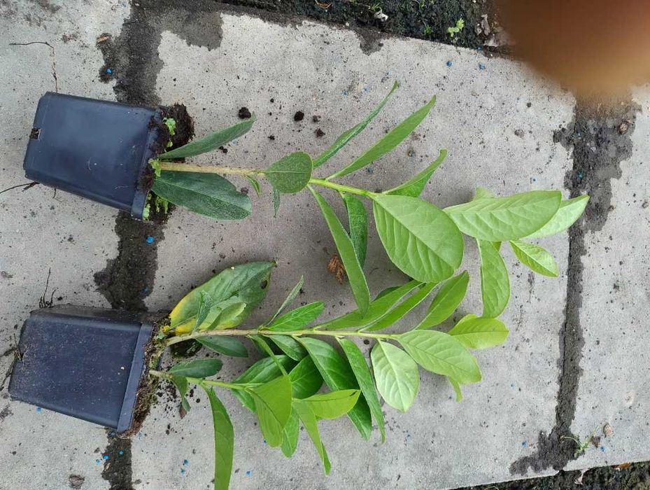 Laurowiśnia Novita, Caucasica 30-40cm w doniczkach