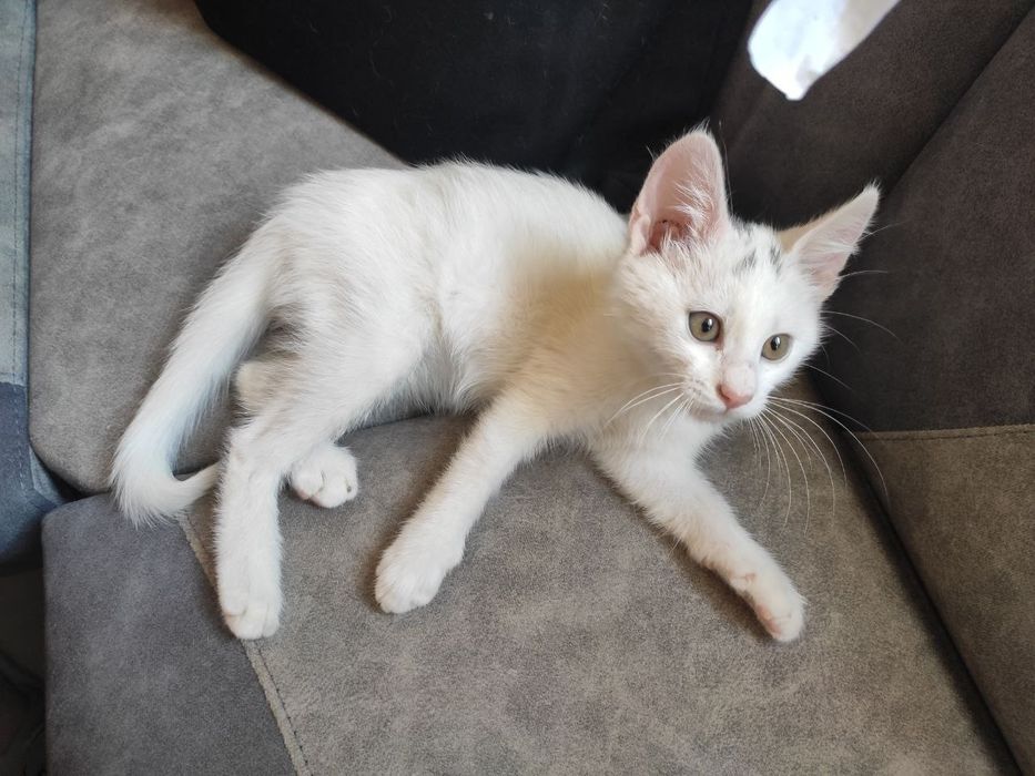 Отдам котенок девочка кошечка