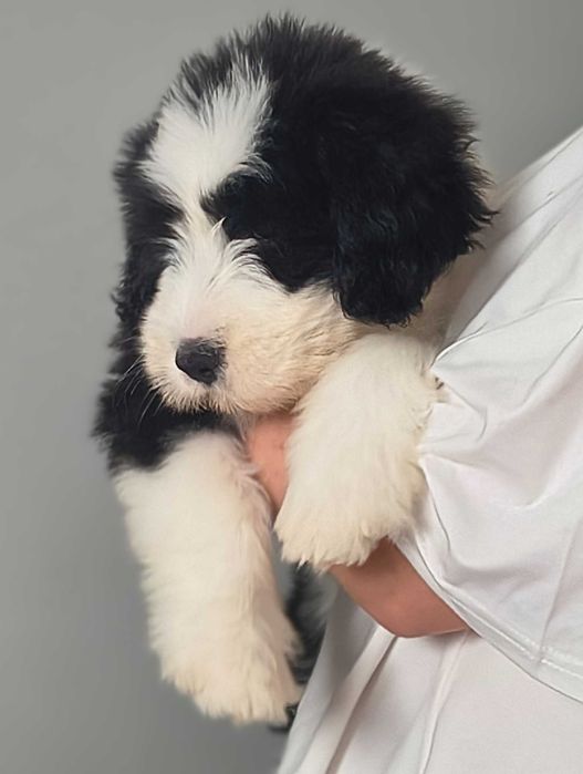 Suczka Bearded collie szczenię FCI