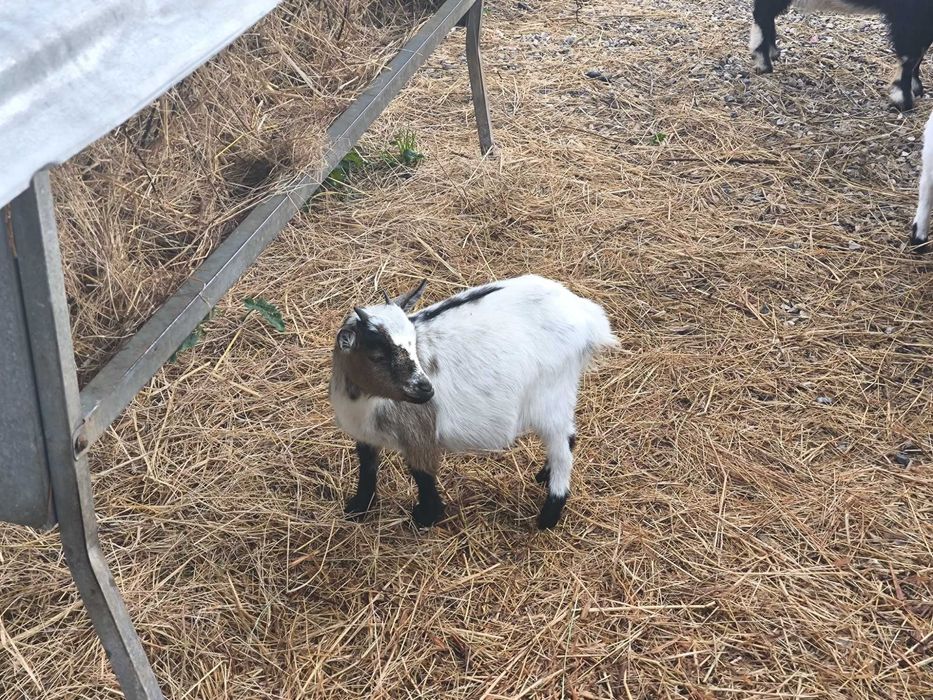 Vendo cabras muito meigas e bonitas muito bem tratadas.