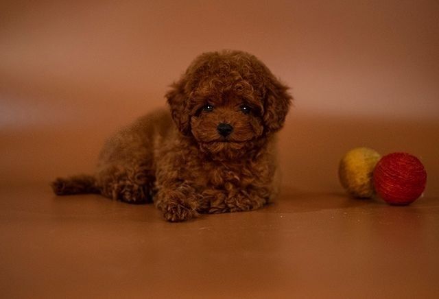 Шикарна дівчинка той пудель