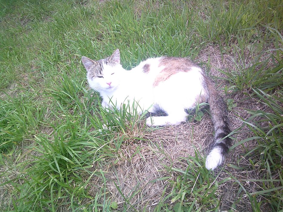 zagubiony kocurek Tomice