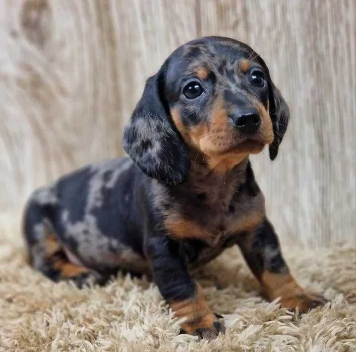 Teckel Merle Miniatura ㅤㅤ