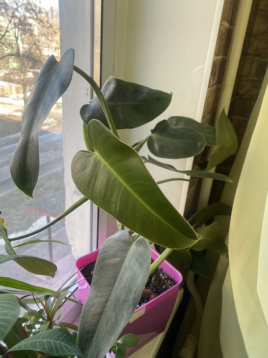 Продается филодендрон