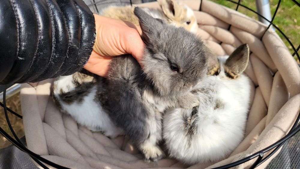 Mini lop króliczki
