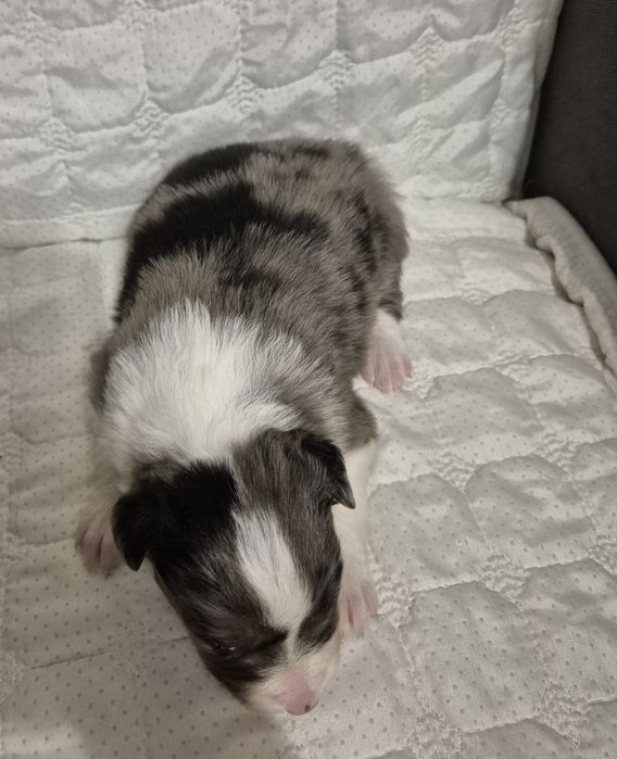 Border collie suczka blue merle