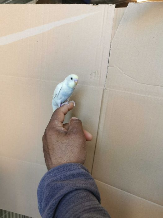 Piriquitos domésticados , KIT completo Gaiola