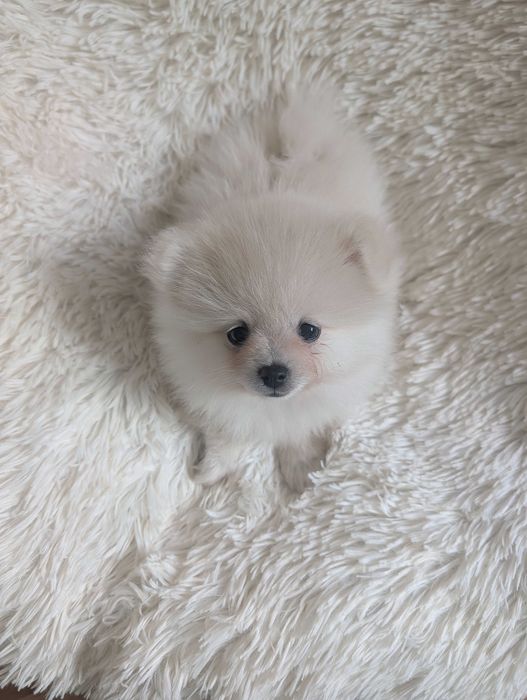 Szpic miniaturowy, pomeranian
