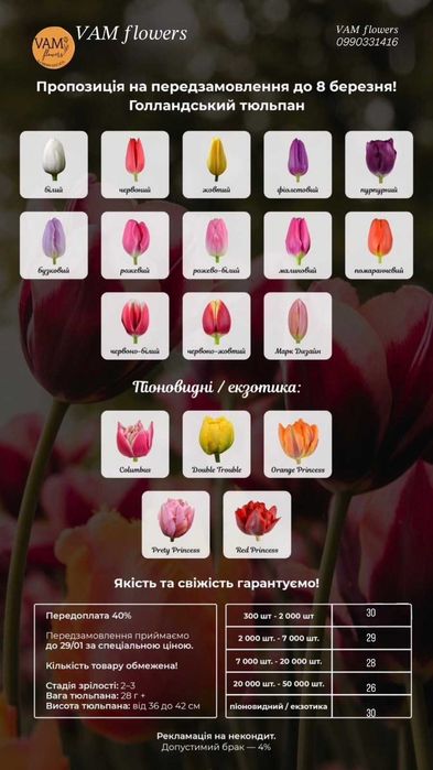 Передзамовлення! Тюльпан до 8 березня!