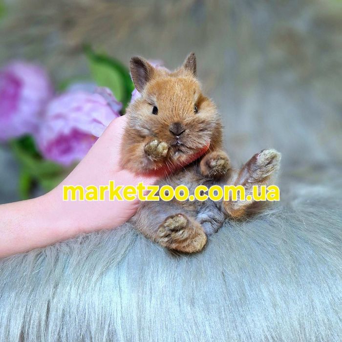 Карликовий кролик декоративний кроленя купити кролика Левоголовий Lion