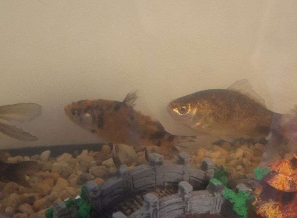 Peixes de Água fria