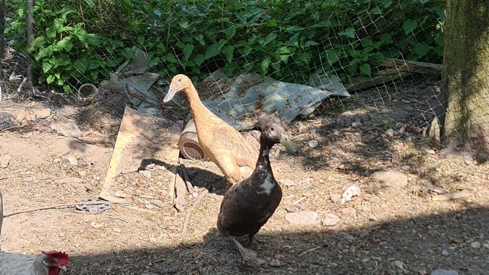 Biegus indyjski, kaczka, roczna