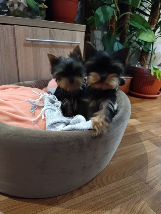 Мініатюрний хлопчик