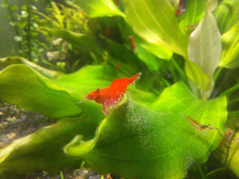 Camarões red cherry mix