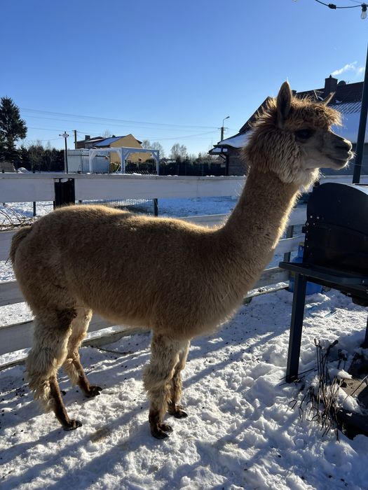 Alpaki samice alpaka