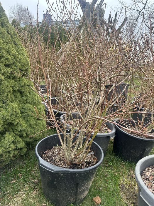 Sprzedam borówki amerykańskie