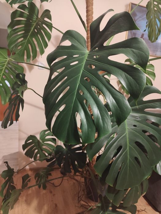 Monstera duża 2metry
