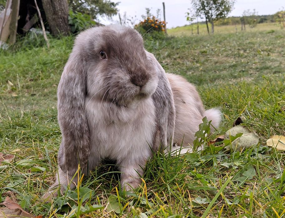 Самчик французький баран