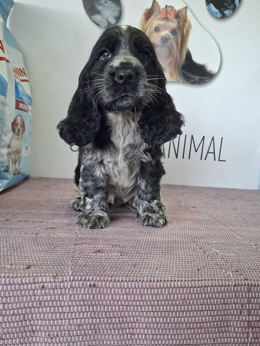 Cachorro Cocker Spaniel Inglês com LOP