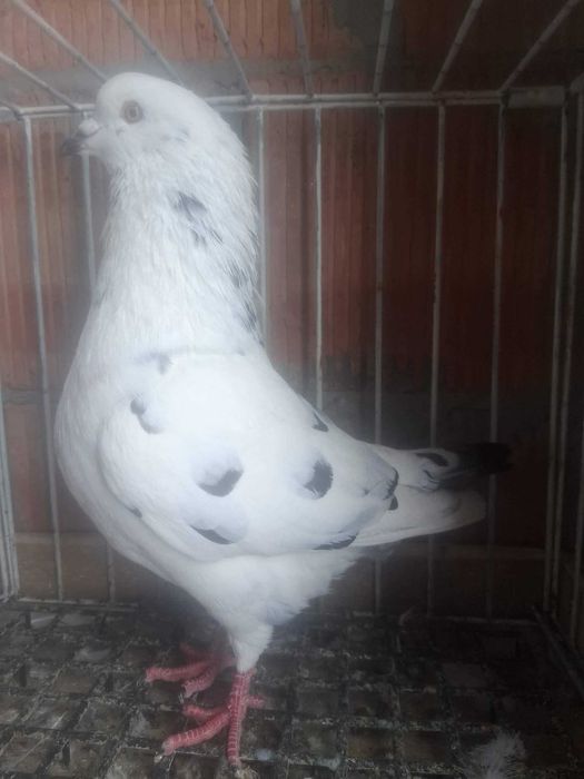 Sprzedam golebie Kingi