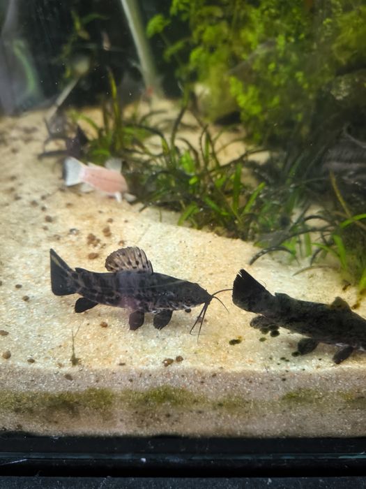 Hoplosternum thoracatum