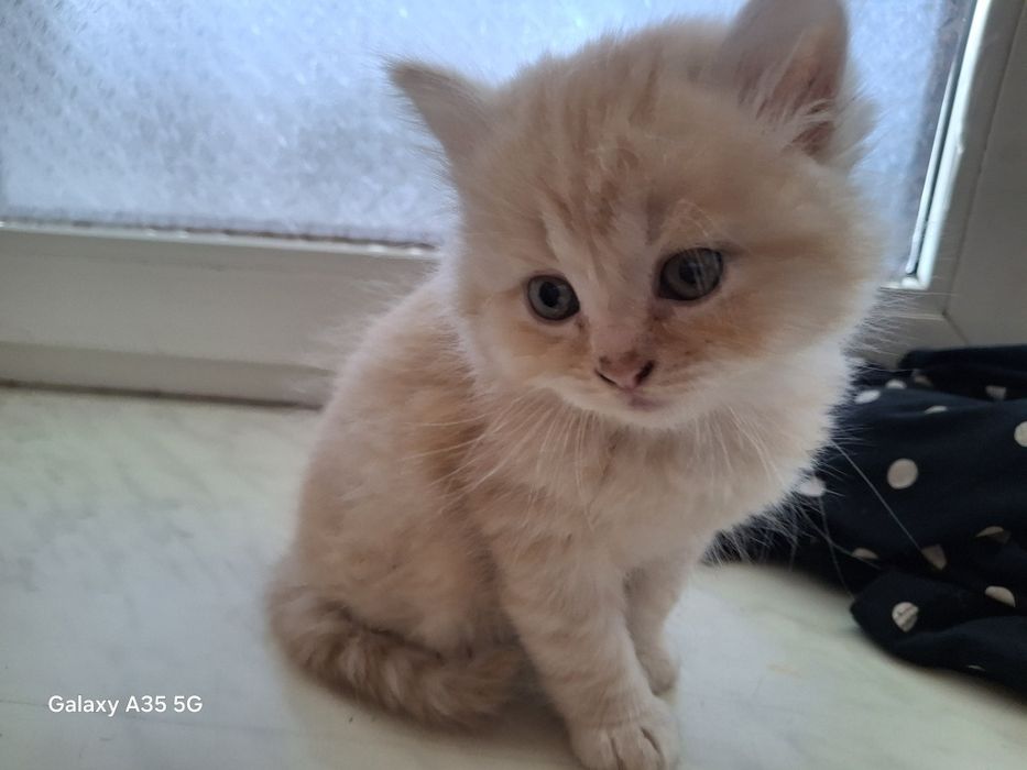 Відам кошенят в добрі руки,без коштовно