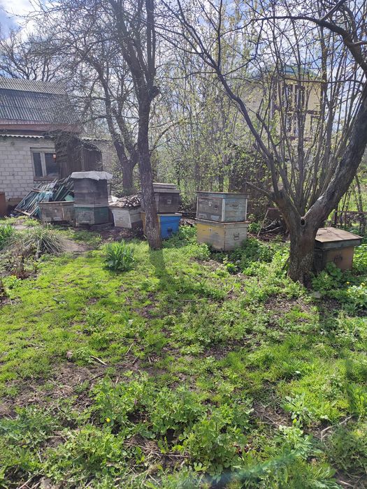 Продам улики для пчел