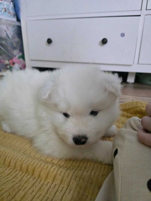 Szczeniaki Samoyed TERAPEUTYCZNE! Pieski