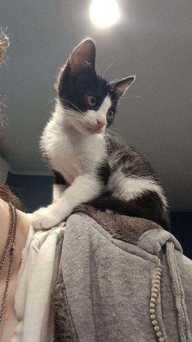 Срочно отдам котёнка