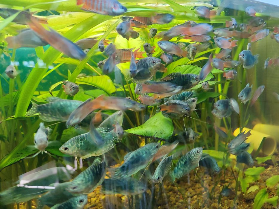 Аквариумная рыбка