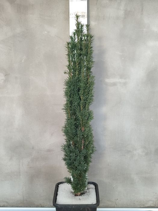 Тис -Taxus Фастігіата Робуста  (100-120 см)