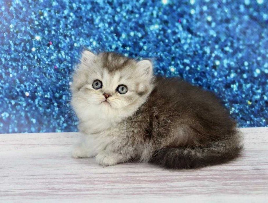 Надзвичайно красивая кішечка