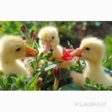 Бройлерні гусенята,каченята,індики,курчата,кури
