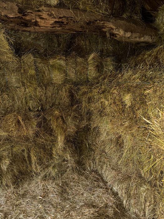 Feno para alimentação animal